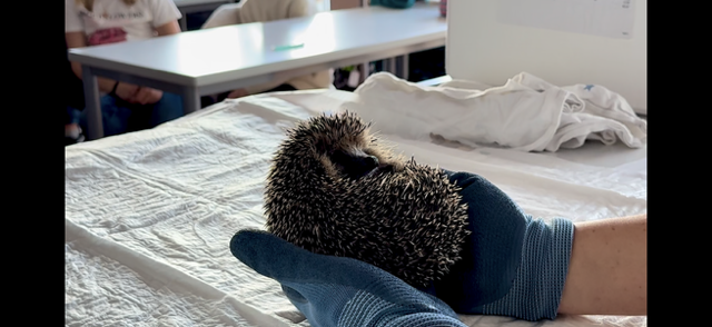 Der Igel Johannes im Biologieunterricht