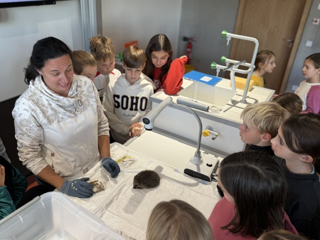Die Klasse 5b und der Igel Johannes im Biologieunterricht